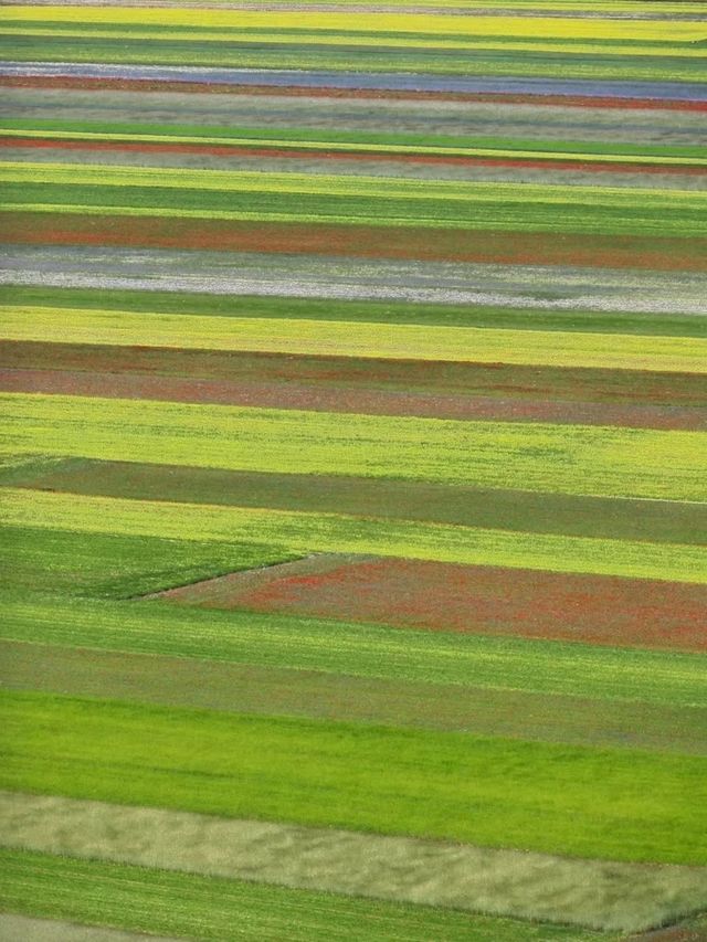 🌼 A Sea of Blossoms – Castelluccio di Norcia, Italy