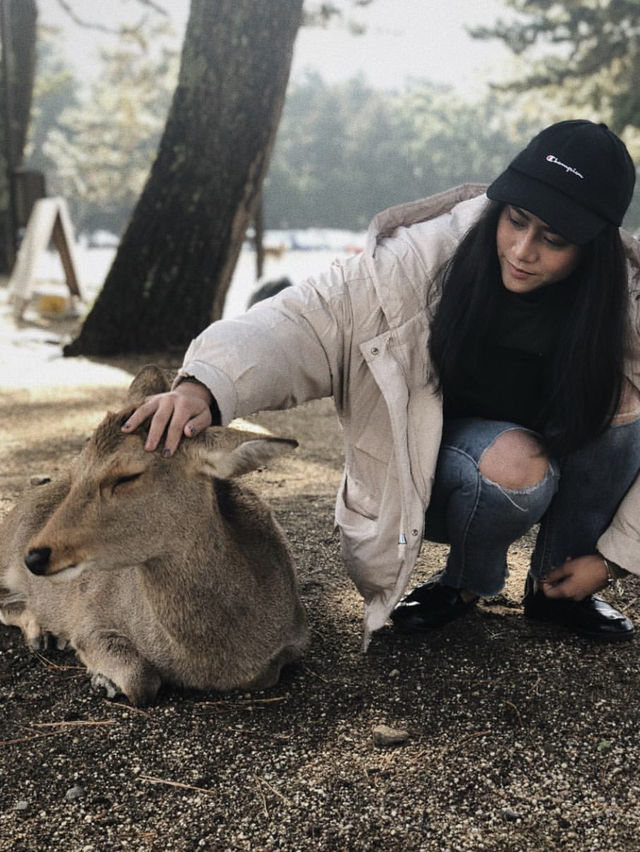 Nara Park in Winter 🦌❄️☃️
