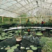 Escape the City: Kew Gardens – London’s Secret World of Green