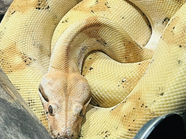 Reptiland Bucharest, Over 40 Species of Reptiles 🦎🐍