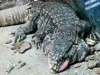 Reptiland Bucharest, Over 40 Species of Reptiles 🦎🐍