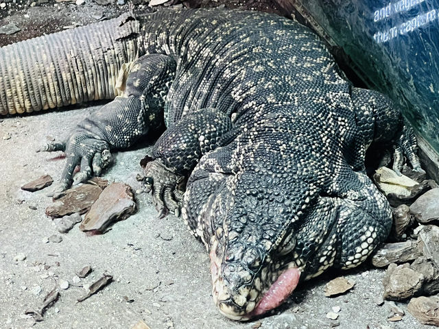 Reptiland Bucharest, Over 40 Species of Reptiles 🦎🐍