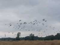 Train to Reading, Thames Path Day 9