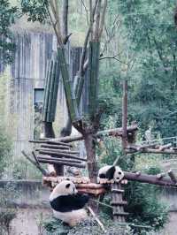 Giant Pandas in Chengdu! 🐼 