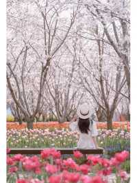 Niche Cherry Blossom Viewing Spot 
