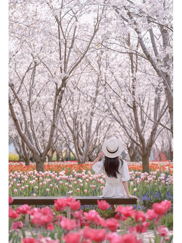 Niche Cherry Blossom Viewing Spot 