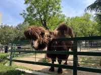 타조와 아이컨택이 인상적이었던 곳, 연화동물원(煙合動物園)