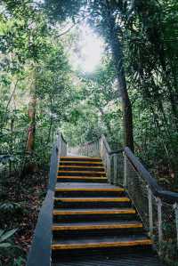 Must-read before visiting Treetop Walk