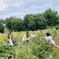 Harvesting Happiness: Fruits and Vegetables 
