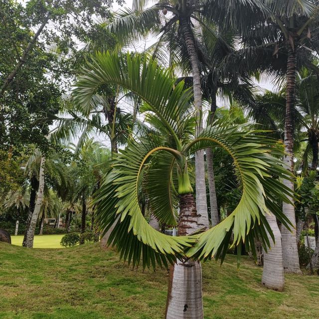 'Fall'ing In Love With an Island | Sanya