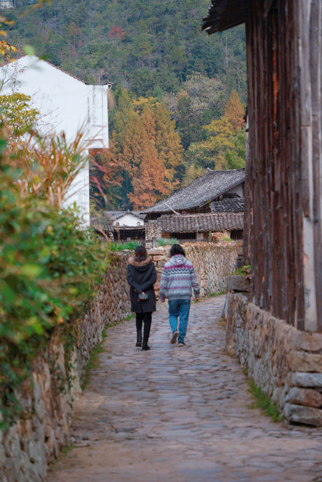 初冬的嶼北,在質樸之外,是斑斕的色彩 初冬的嶼北,在質樸之外,是斑斕的色彩