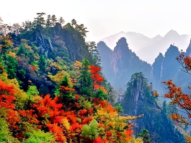 河南老界嶺/萬畝彩林太震撼了，一定要來感受這裡的秋色大餐！