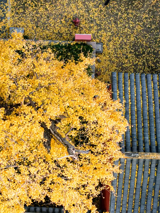 Changshu Confucius Temple| The collision of red walls and ginkgo, such a winter color will be outdated if you don't rush