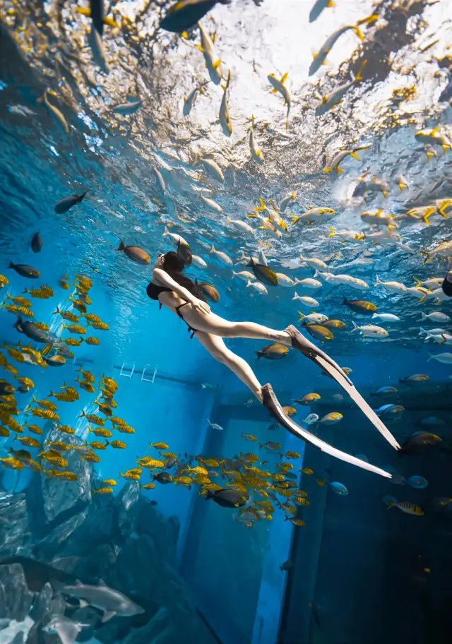 Have a romantic underwater date at the dreamy Ocean Kingdom around Xiamen