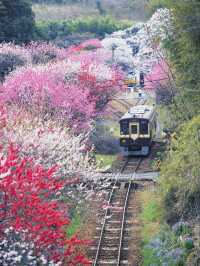 距離東京只有兩小時的櫻花鐵道