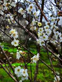 石門國家森林公園美景圖