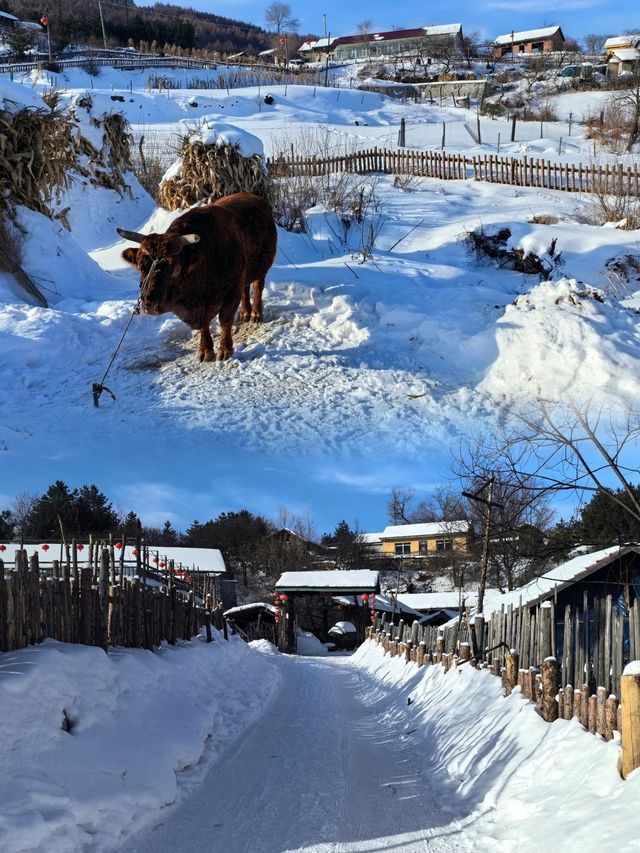 這裡被遊客譽為"關東雪村﹣﹣水墨松嶺"，