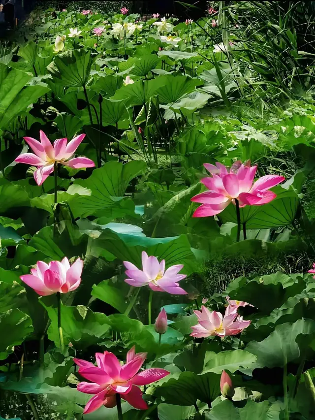 🪷Purple Bamboo Garden boat tour to appreciate lotus is just in time· Exclusive romance in summer