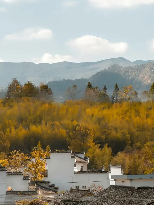 What kind of beautiful scenery is it when Tacun meets autumn?