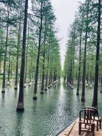 洪澤湖濕地宿遷絕美水上森林