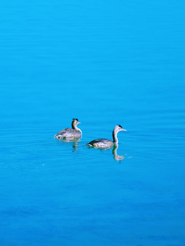 本以為洱海很美了，直到我去了泸沽湖