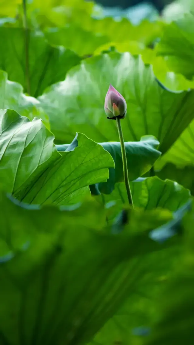 我在菜市場找到了沒有遊客的杭州