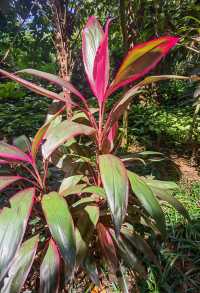 興隆熱帶植物園——科技是第一生產力的實例解讀