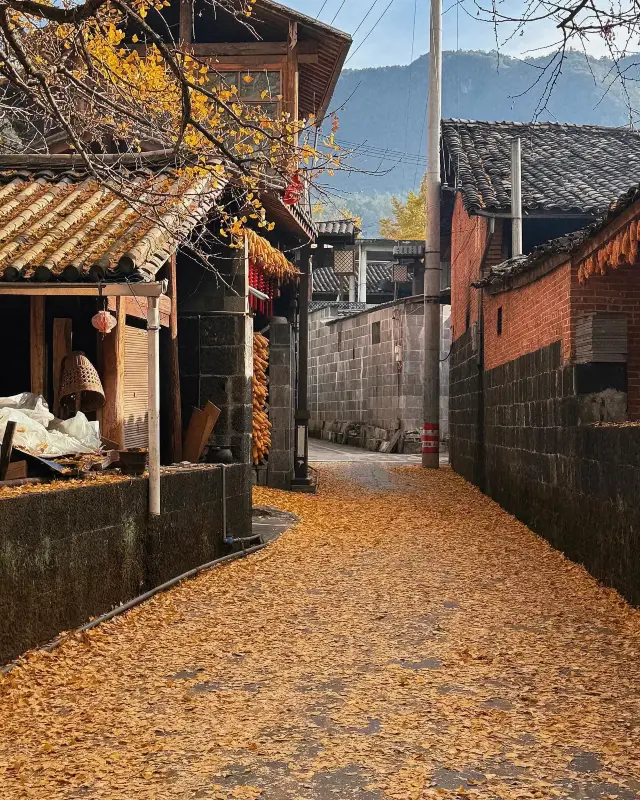 Golden Dream in Winter—Tengchong Ginkgo Village takes you to a different golden world