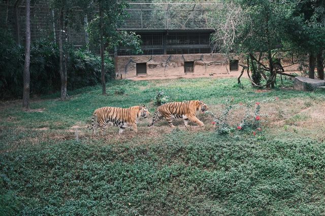 在動物園散步才是正經事｜safari攻略｜