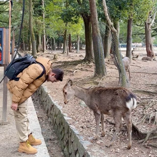 Nara Bowing Deer Park Budget Tour 🦌 