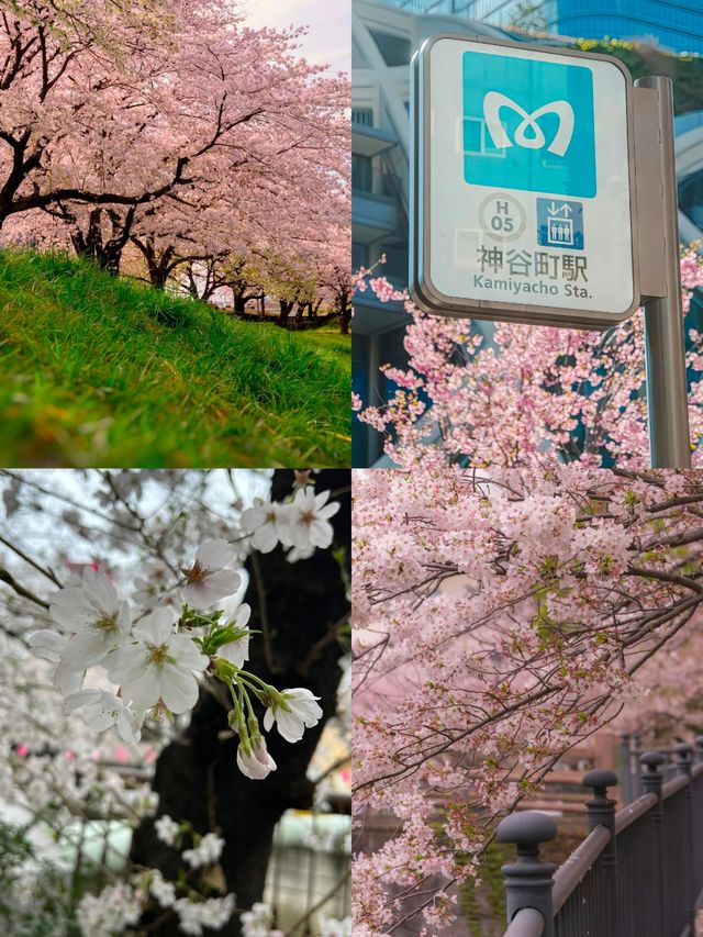 尋找東京櫻花的不可錯過之處！
