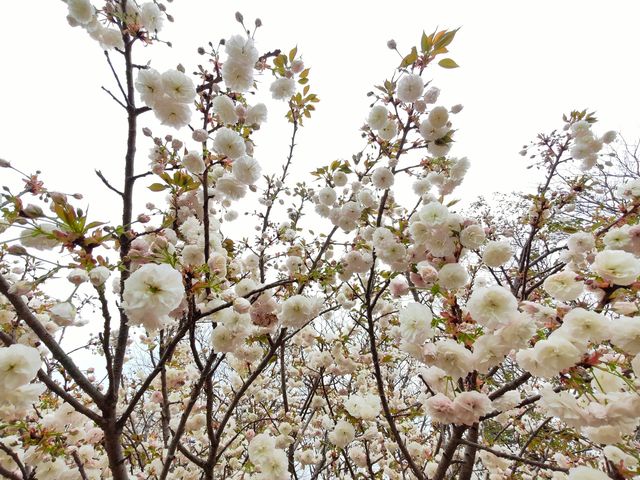 3月到天适櫻花悠樂園看花