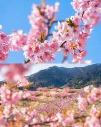 河津桜と熱海桜🌸