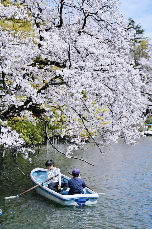 東京6大賞櫻名所拍照指南