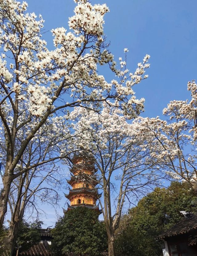 只要8塊錢就能收穫蘇州三月醉美玉蘭花