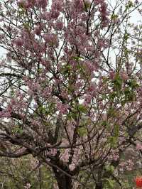 櫻花開在春天裡，免費賞櫻打卡地