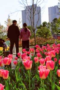 方松體育公園·鬱金香花海