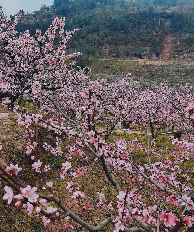 清明假期桃花盛開時