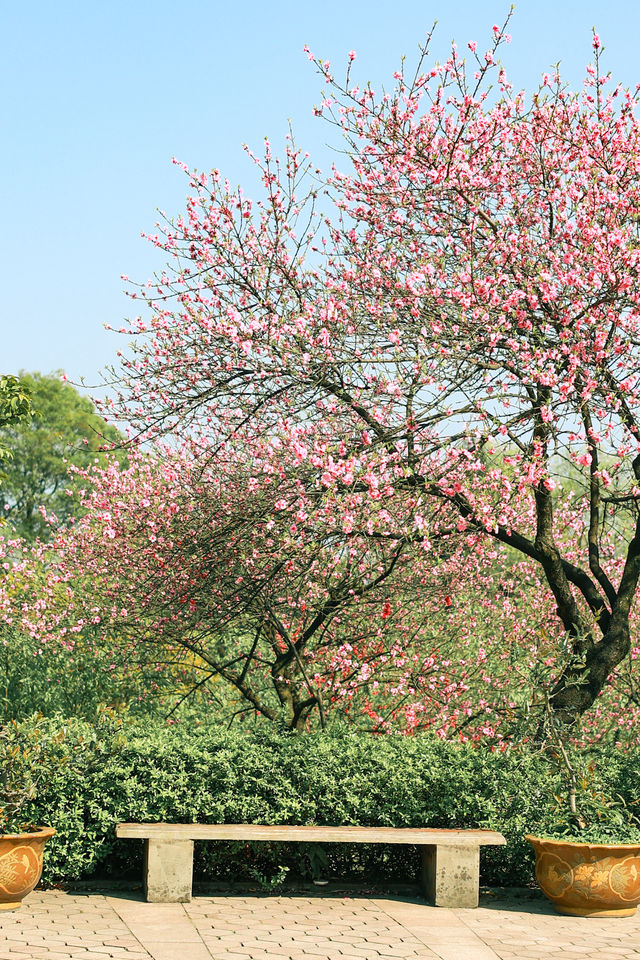 美不勝收，重慶南山植物園打卡攻略