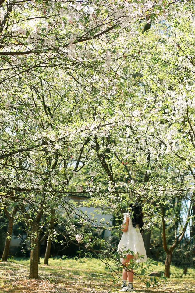 A feast for the eyes, here's your guide to visiting the Nanshan Botanical Garden in Chongqing