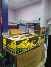 值得一逛的濟南花卉水族市場