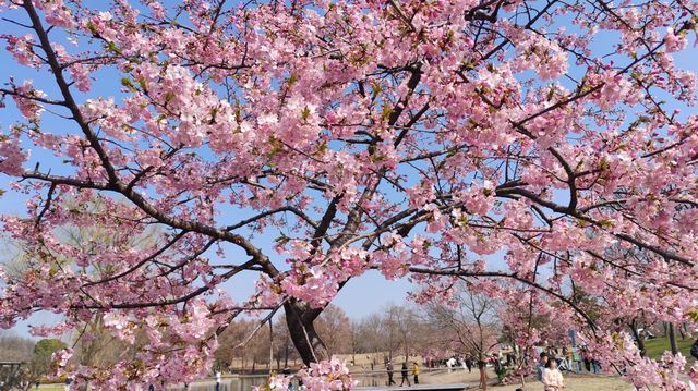 辰山植物園4-6月去更美哦！