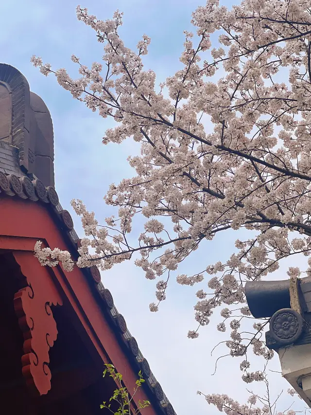 Spring is the perfect time for blessings, and the cherry blossom rain at the ancient temple is stunningly beautiful