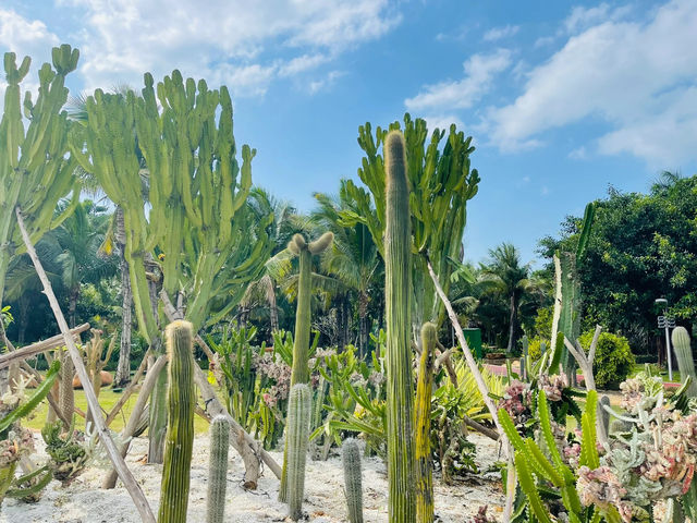 總要去一次海南吧！去感受椰林海風｜海花島