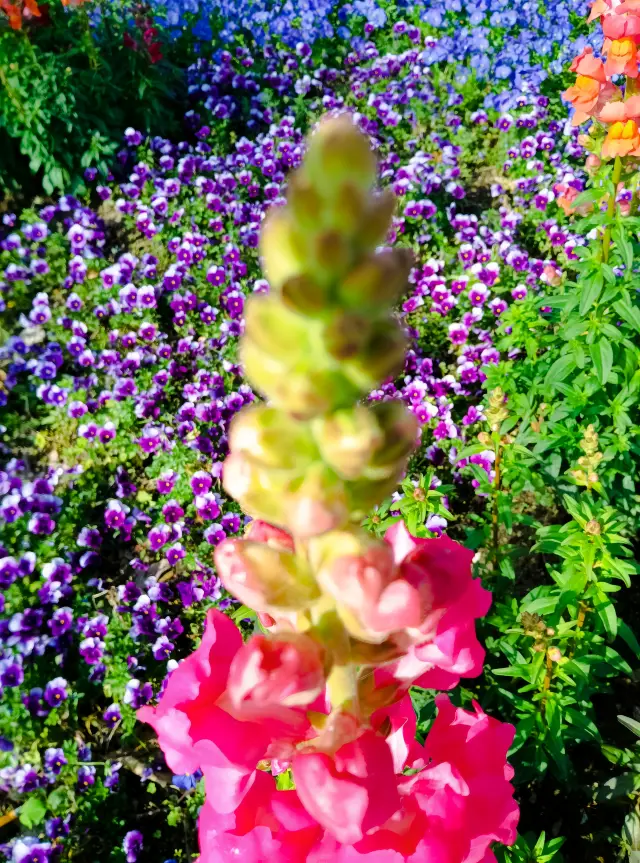 Changfeng Park is a riot of colors, perfect for a springtime flower experience