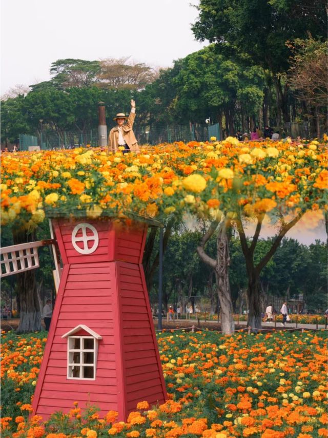 佛山免費花海 佛山免費花海