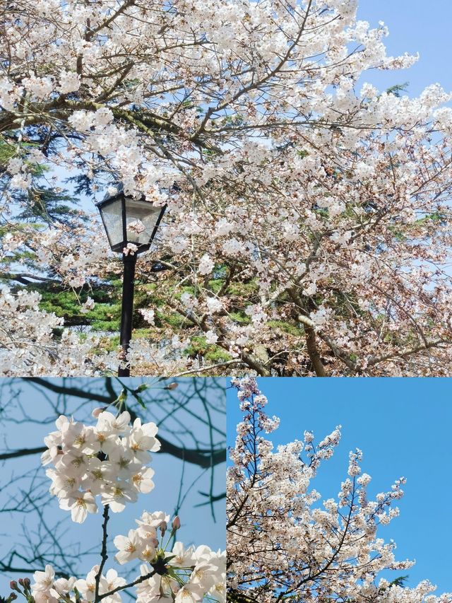 期待青島中山公園的櫻花真的太美啦