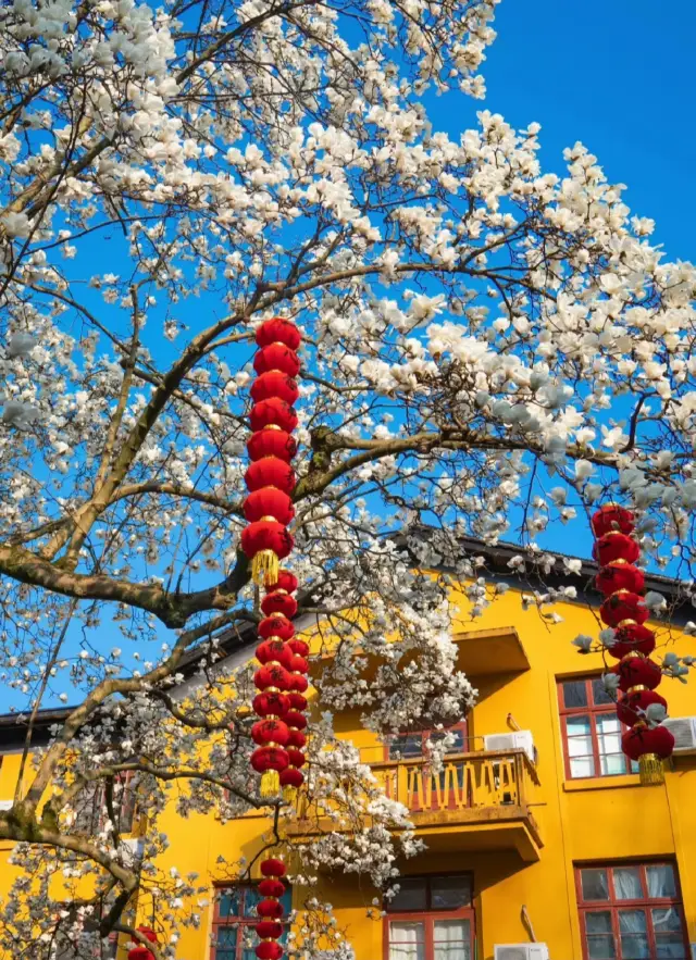 花を探しに行く杭州 _カメラに収めた春と景明