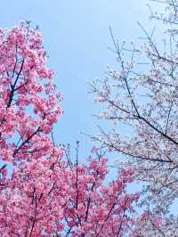 平湖：低調小城裡藏著一個絕美櫻花小鎮