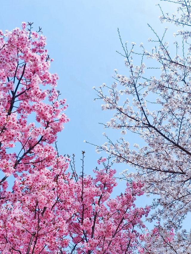 平湖：低調小城裡藏著一個絕美櫻花小鎮
